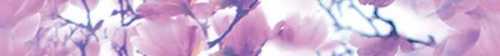Laparet Бордюр Magnolia B400D297 40х4