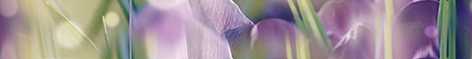 Laparet Бордюр Crocus B400D286 40х5