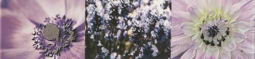 Бордюр Tubadzin Maxima Violet 2 44