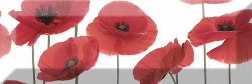Декор Absolut Keramika Decor Poppy 04 10X30